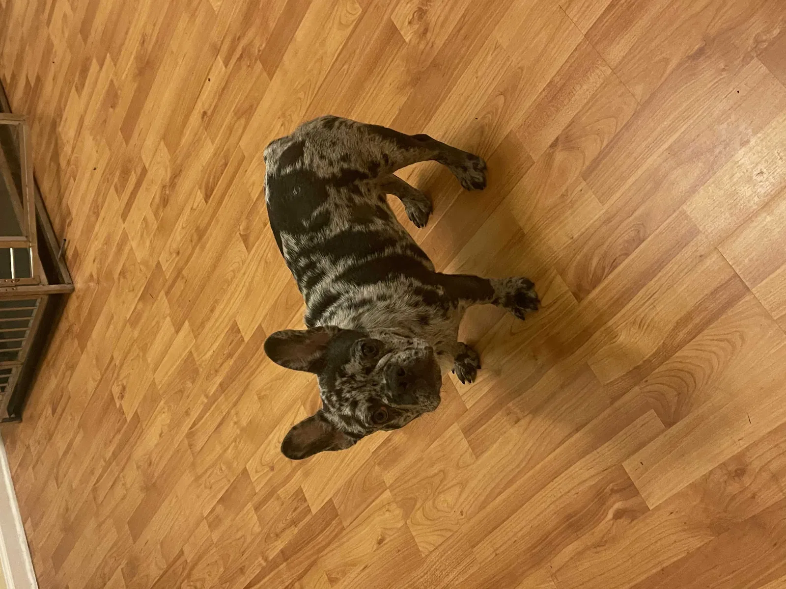 Lost dog in Slidell, LA, 70460