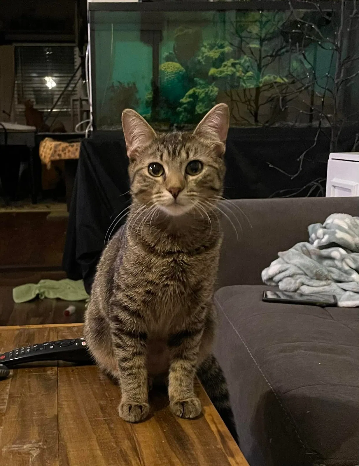 Lost cat in North Richland Hills, TX, 76180