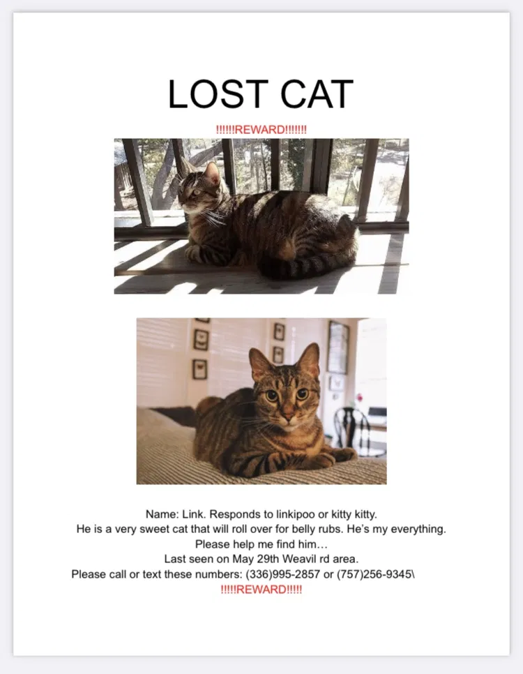 Lost cat in Winston Salem, NC, 27107