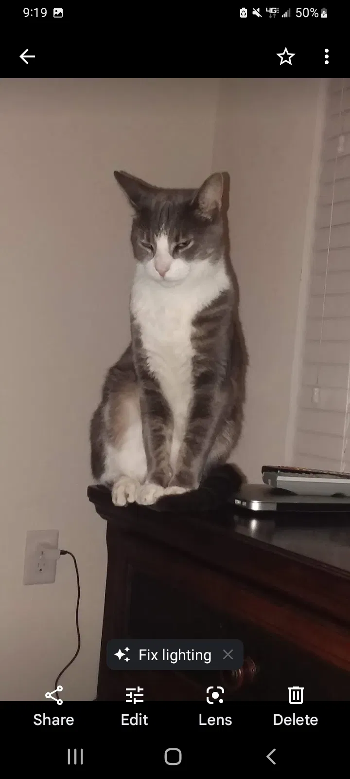 Lost cat in Tubac, AZ, 85646