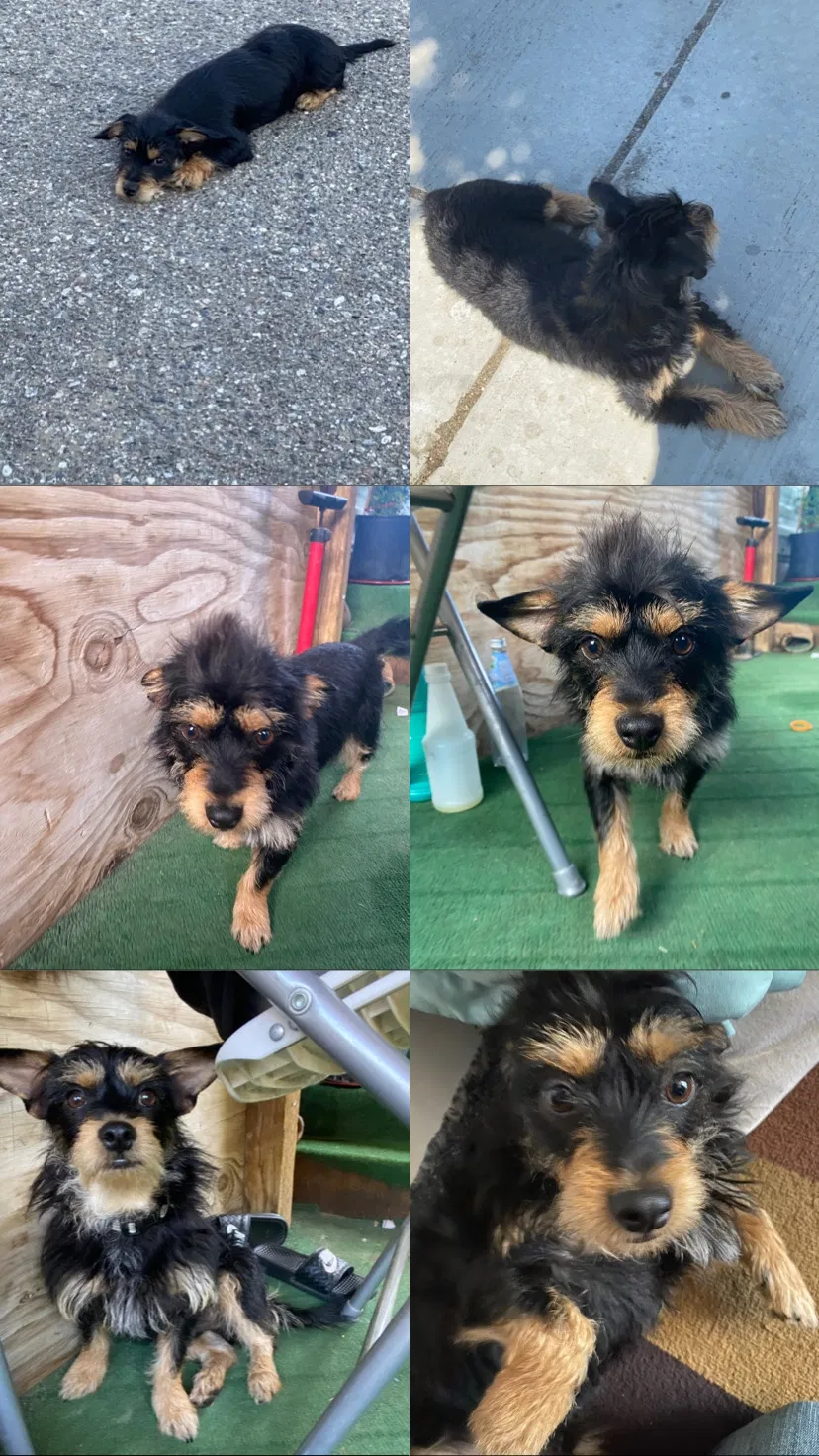 Lost dog in Greenfield, CA, 93927