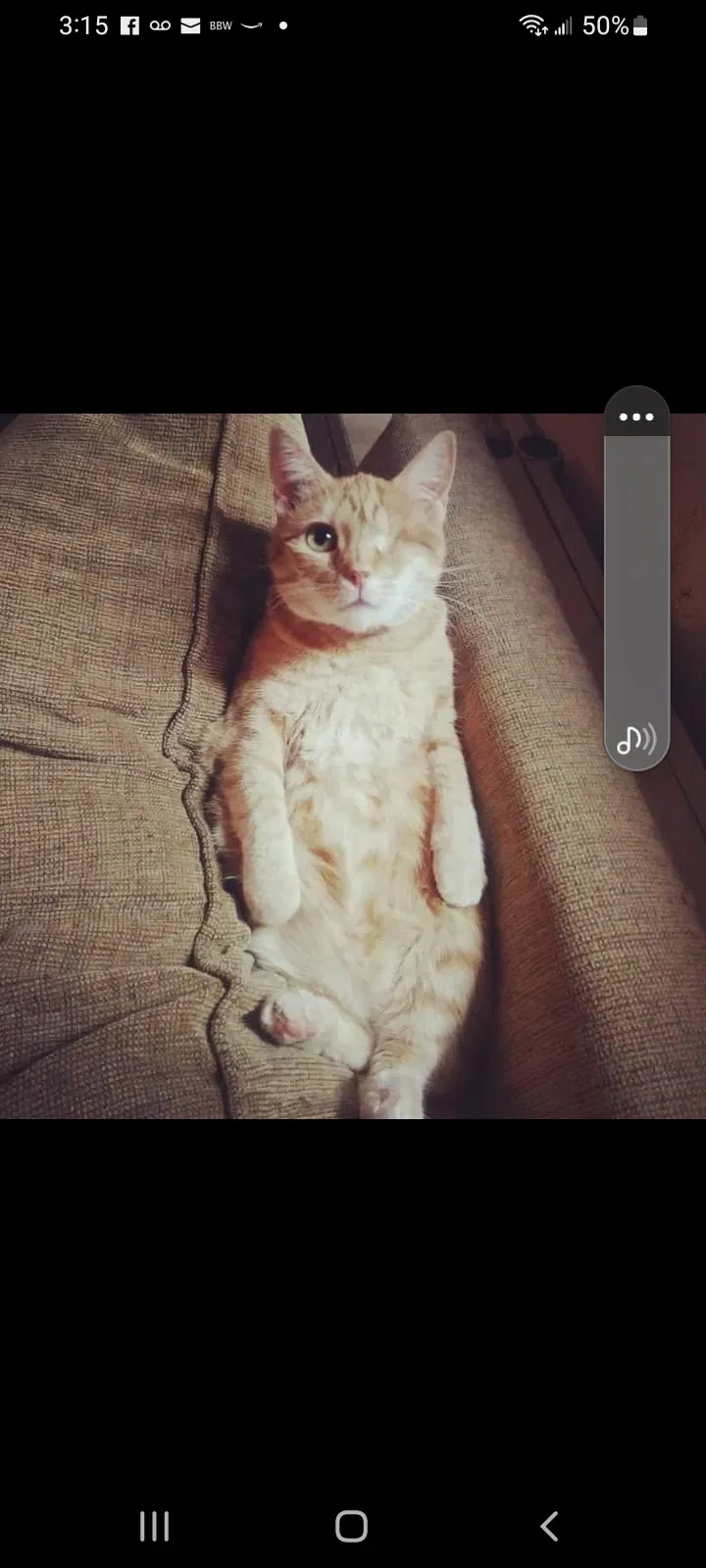 Lost cat in San Antonio, TX, 78245