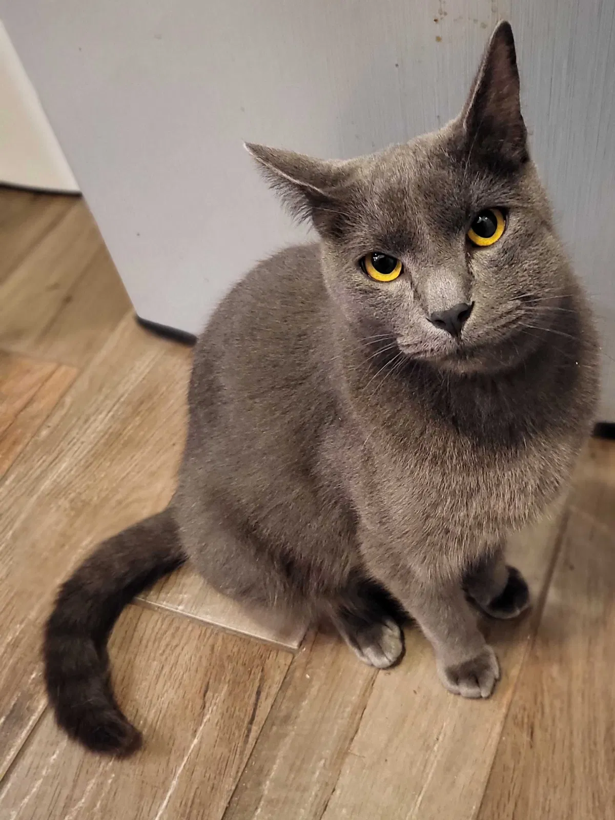 Lost cat in Dickinson, TX, 77539