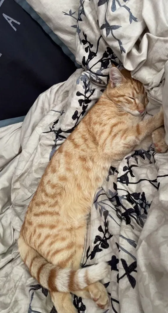 Lost cat in Newark, CA, 94560