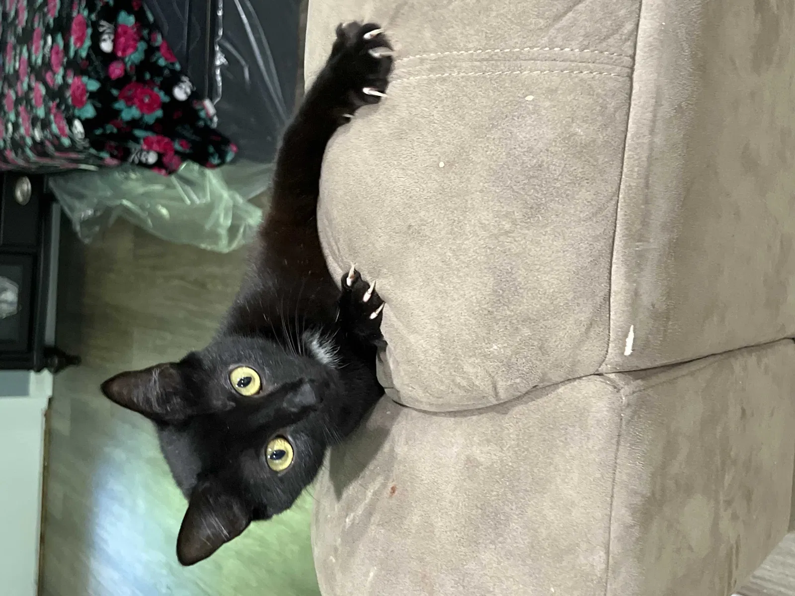 Lost cat in Smyrna, GA, 30080