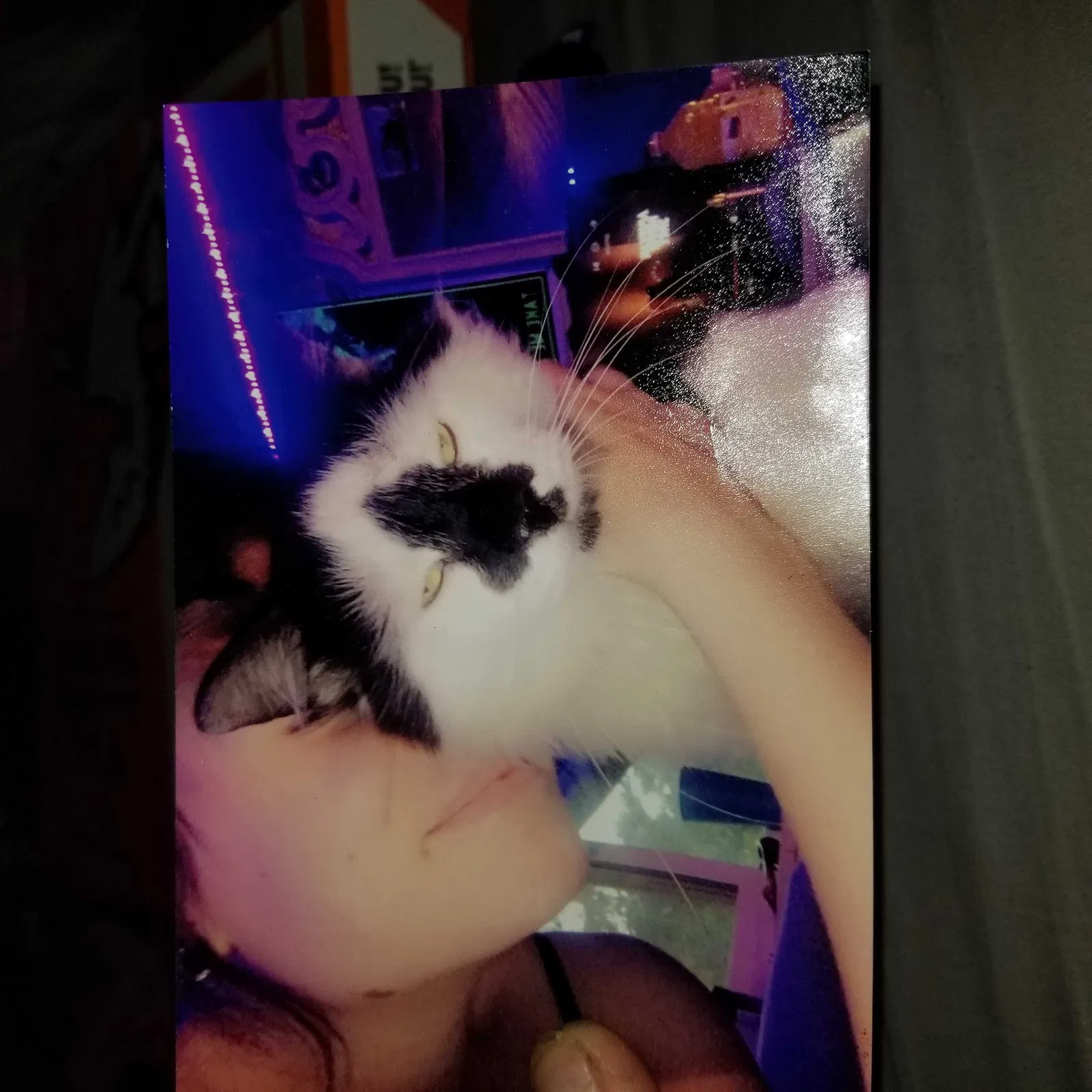 Lost cat in Missoula, MT, 59801