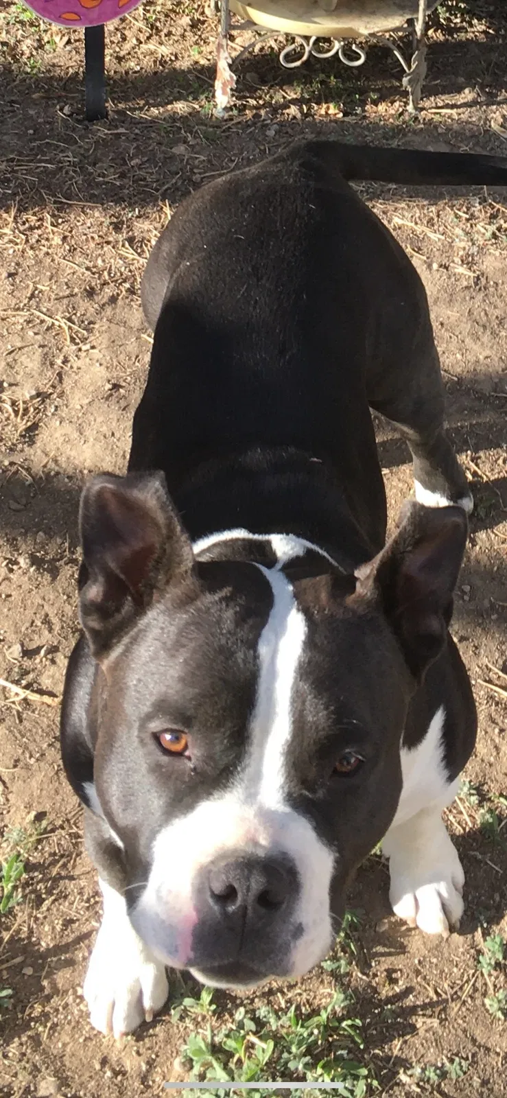 Lost dog in Denver, CO, 80221