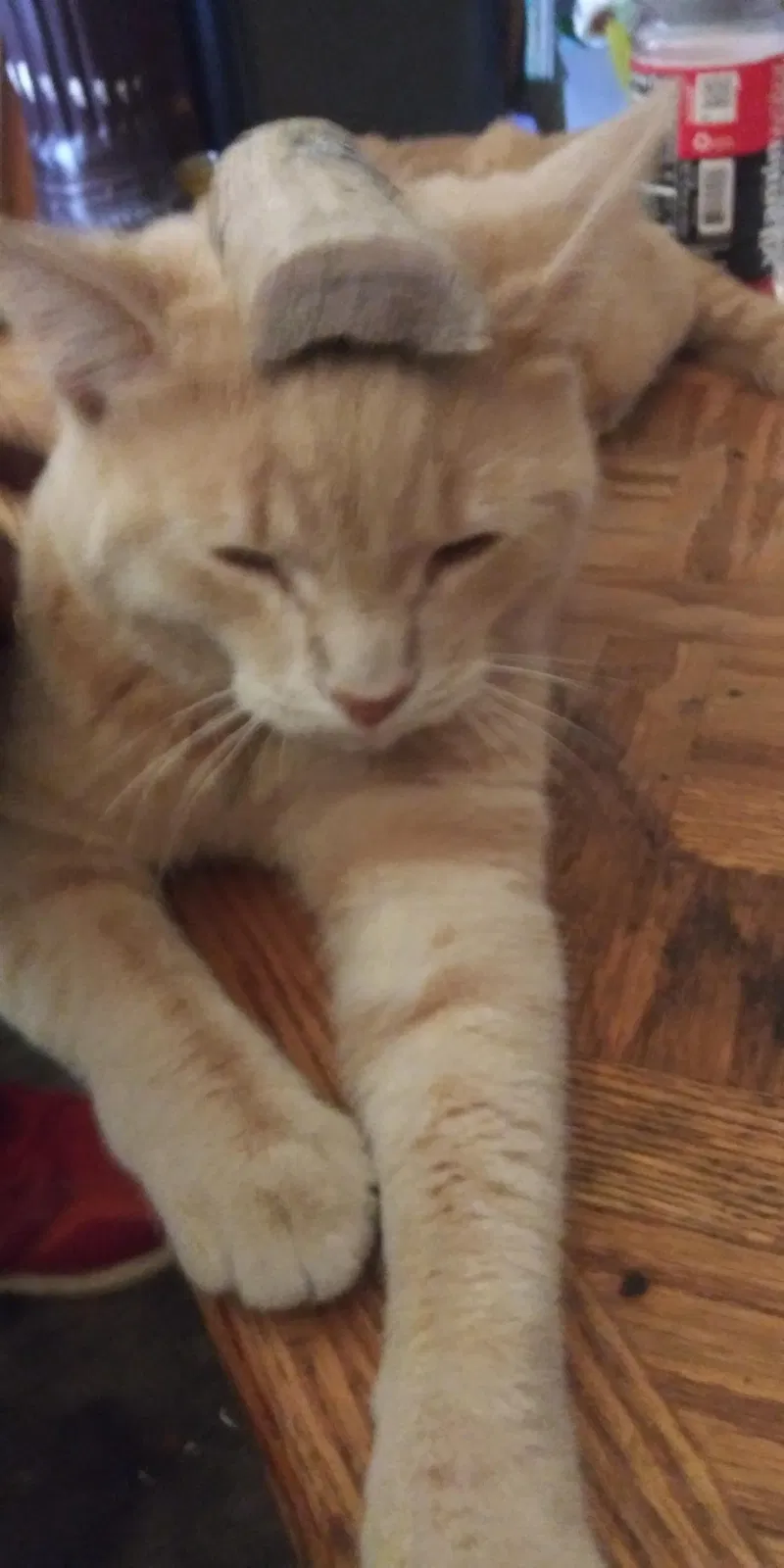 Lost cat in Albuquerque, NM, 87113