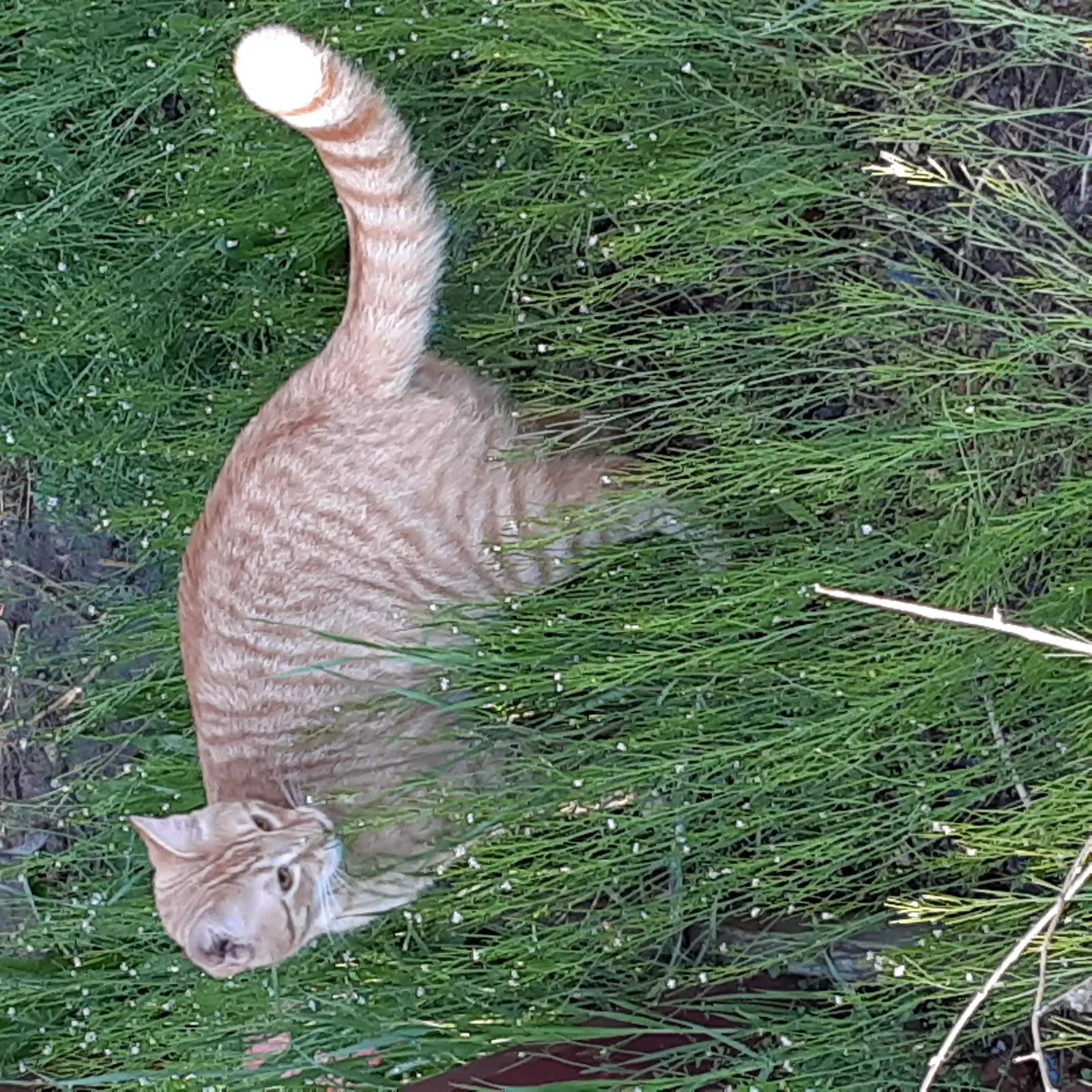 Lost cat in Kennewick, WA, 99336
