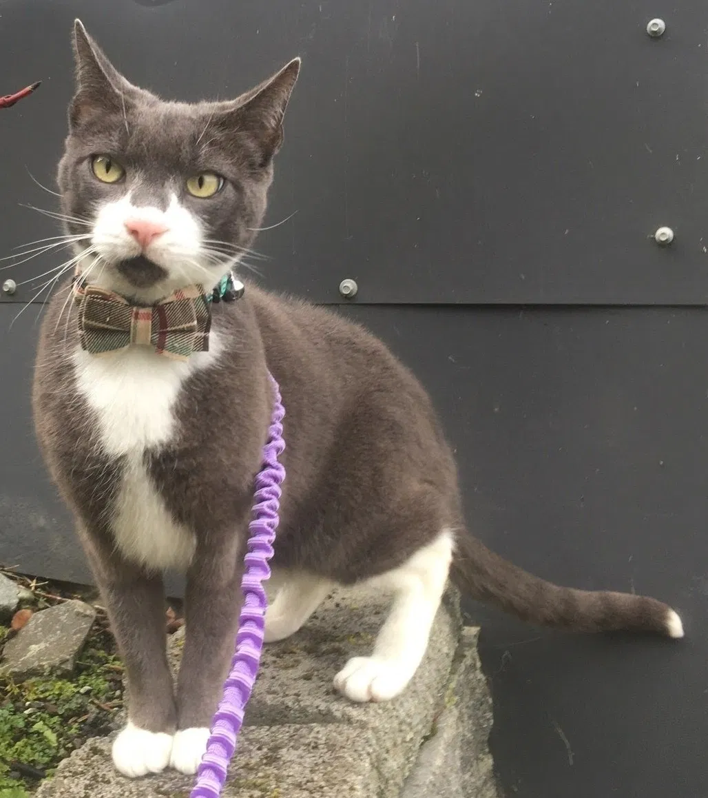 Lost cat in Seattle, WA, 98199