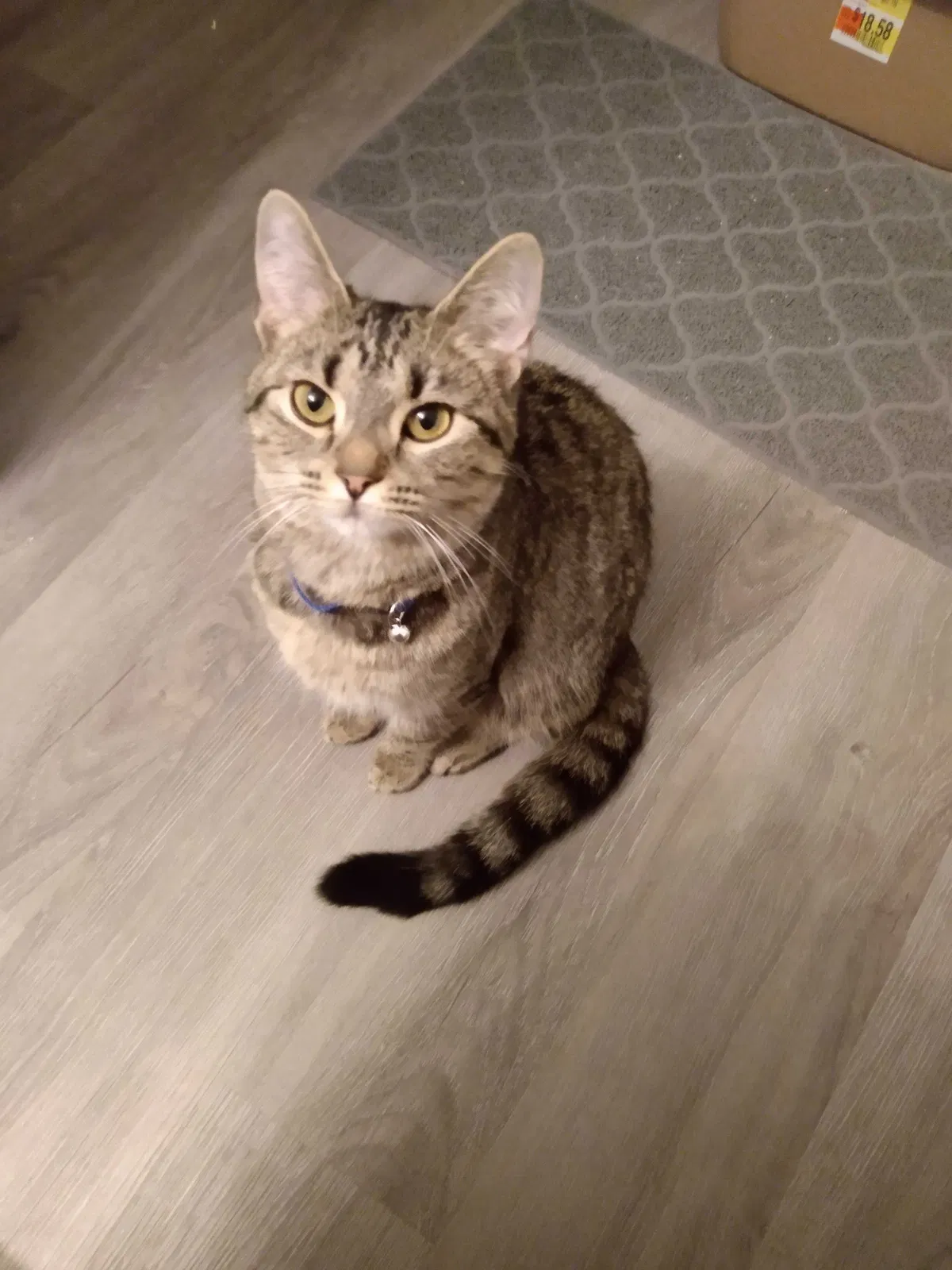 Lost cat in Lexington, KY, 40511