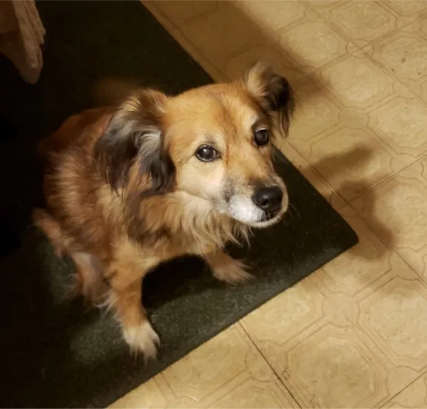 Lost dog in Hope Mills, NC, 28348