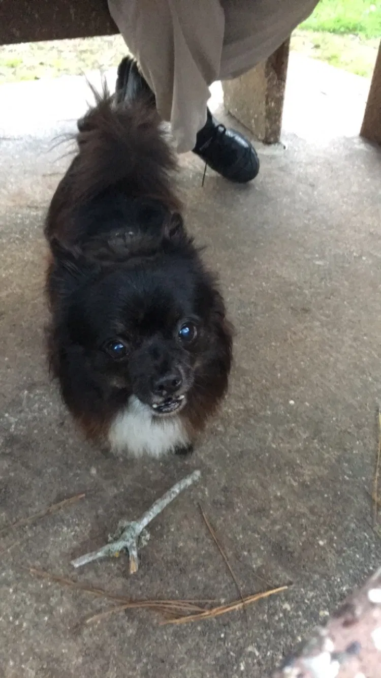 Lost dog in Houston, TX, 77080