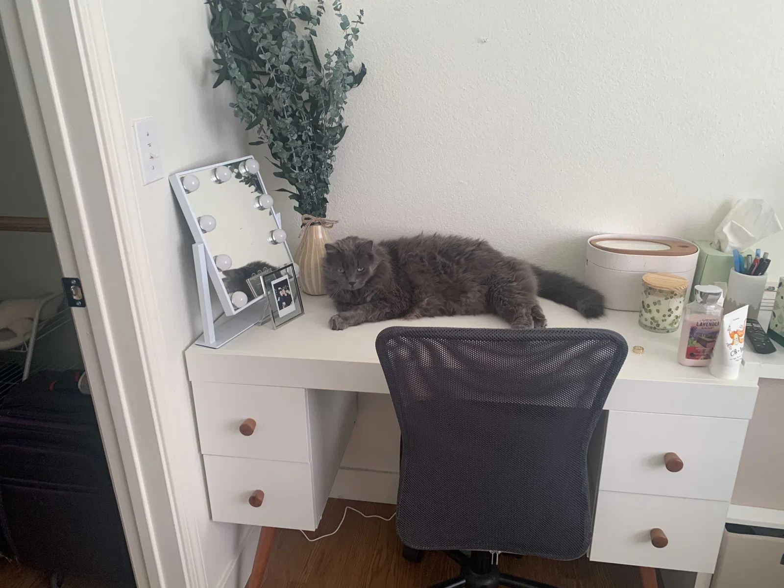 Lost cat in Dublin, CA, 94568