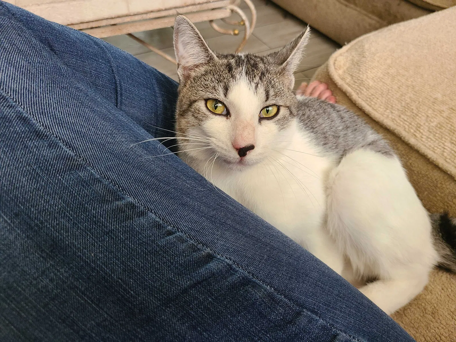 Lost cat in Alva, FL, 33920