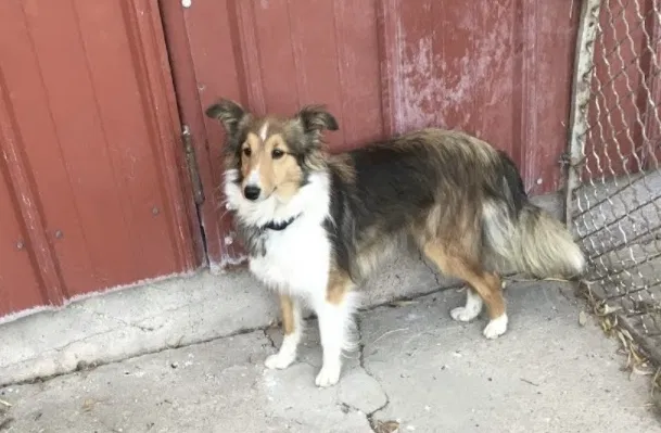 Lost dog in Geneva, IN, 46740