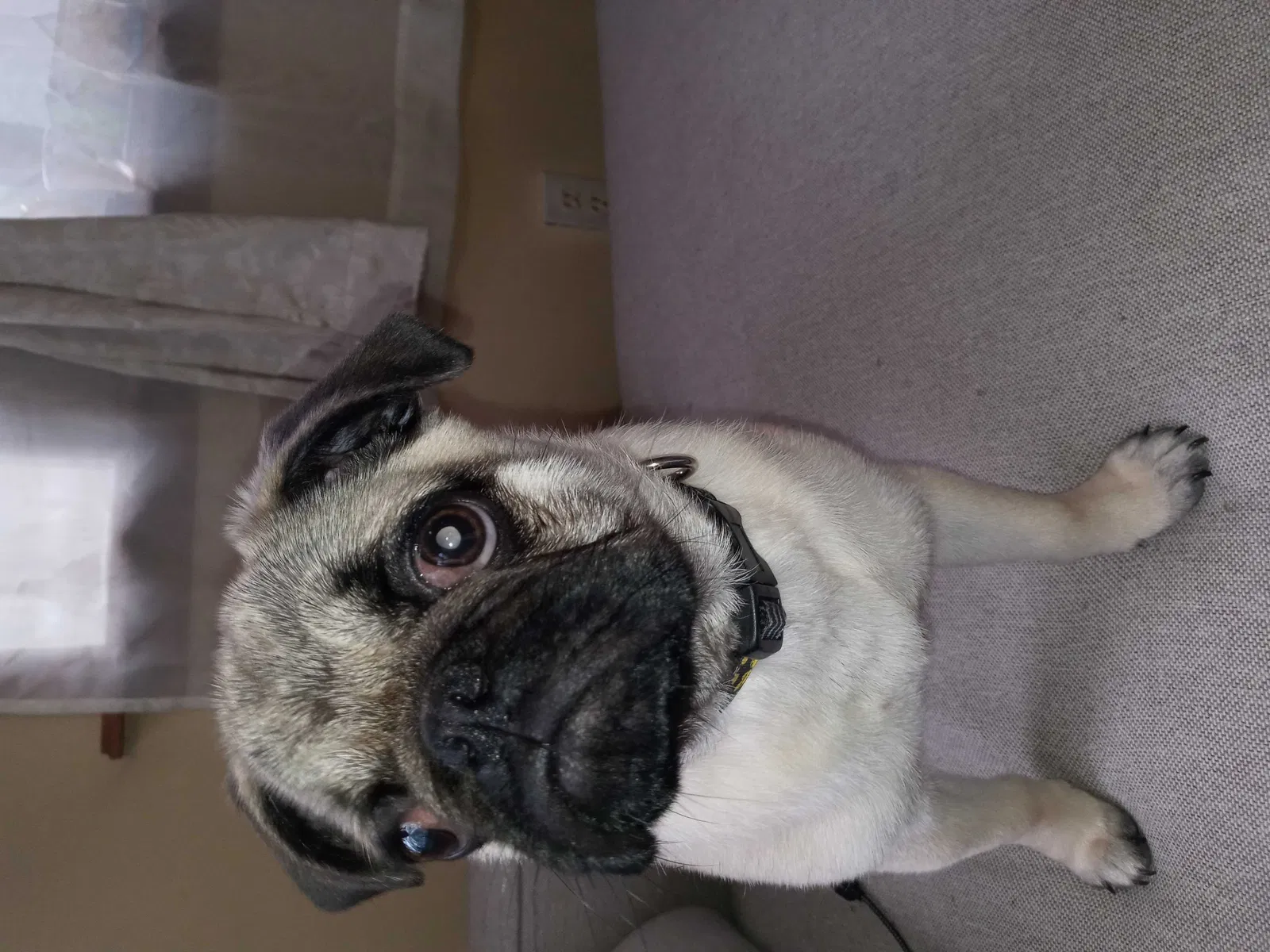 Lost dog in Lake Ariel, PA, 18436