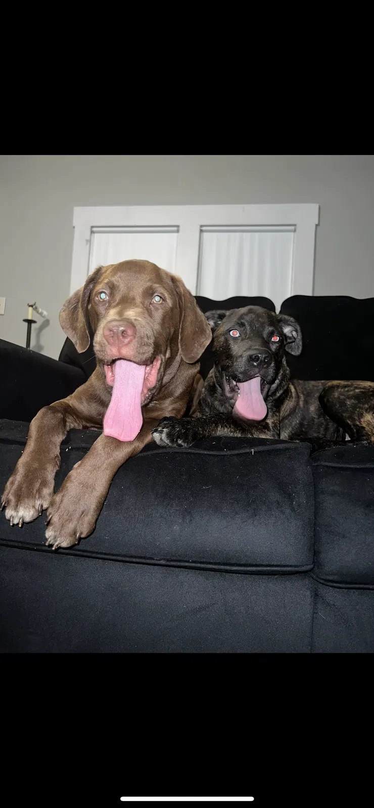 Lost dog in Springfield, OH, 45505