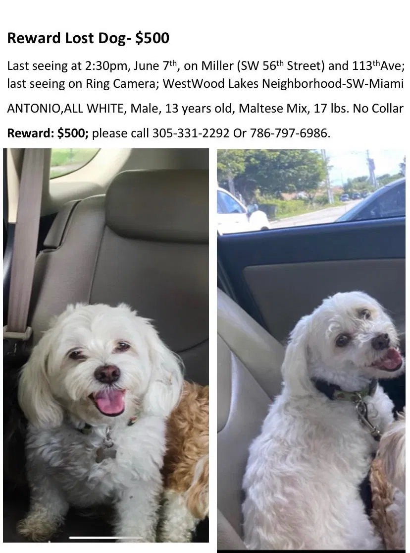 Lost dog in Miami, FL, 33165