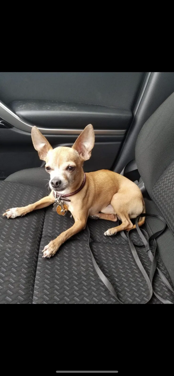Lost dog in San Antonio, TX, 78252