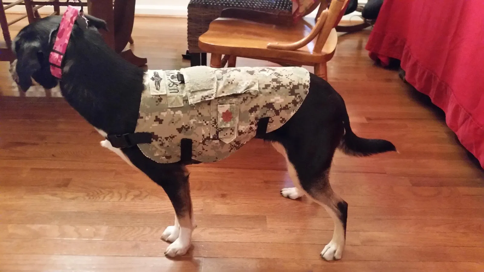 Lost dog in Augusta, GA, 30901