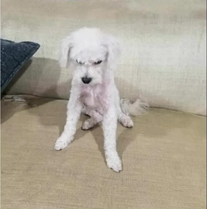 Lost dog in Redondo Beach, CA, 90277