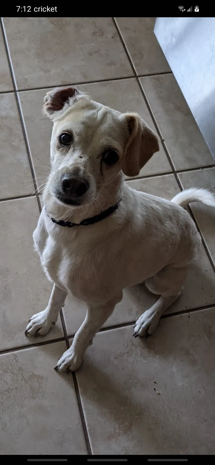 Lost dog in San Antonio, TX, 78245