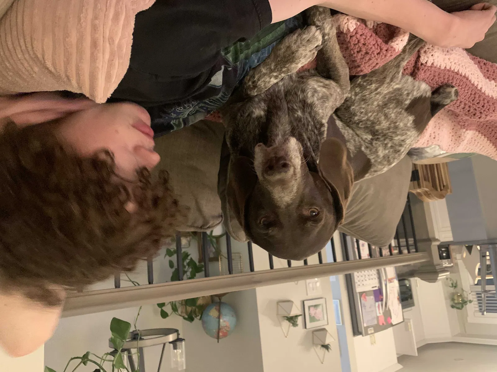 Lost dog in Salt Lake City, UT, 84124