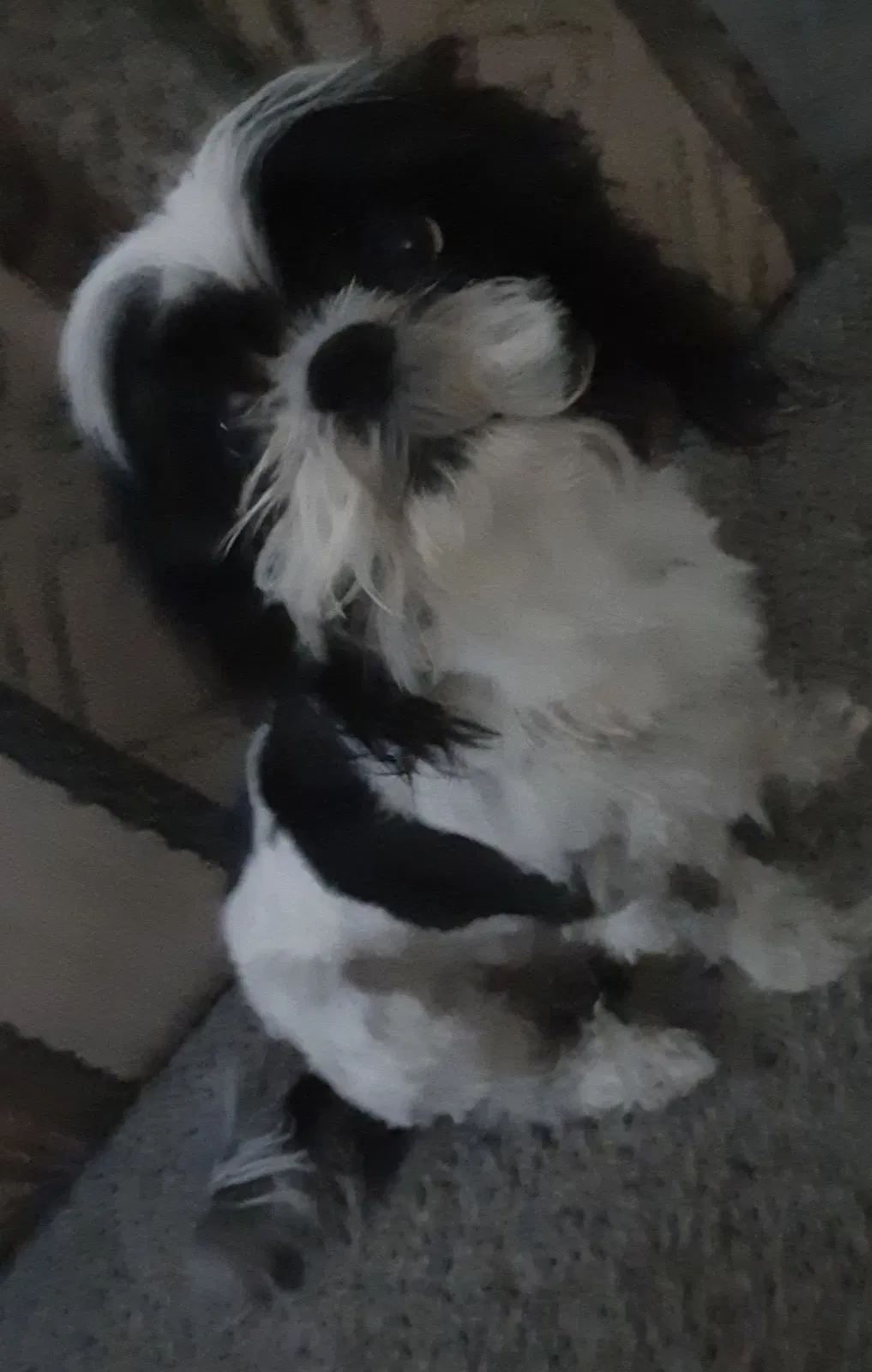 Lost dog in Pueblo, CO, 81001
