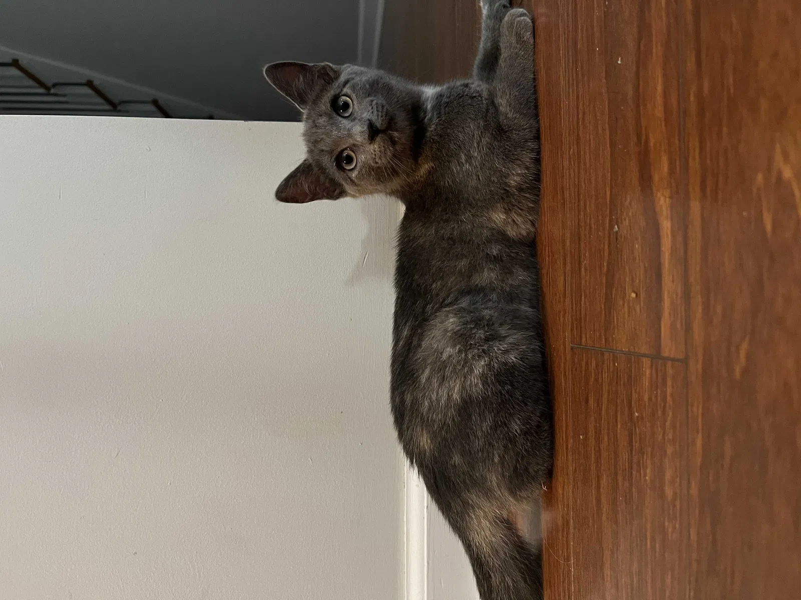 Lost cat in Moodus, CT, 6469