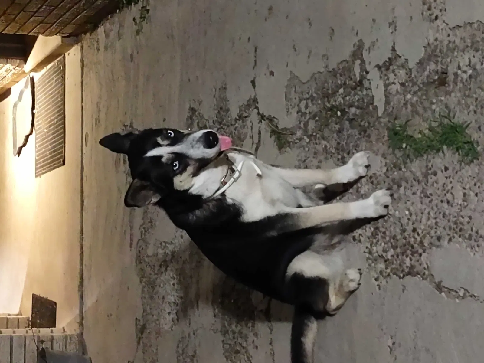 Lost dog in Mission, TX, 78573