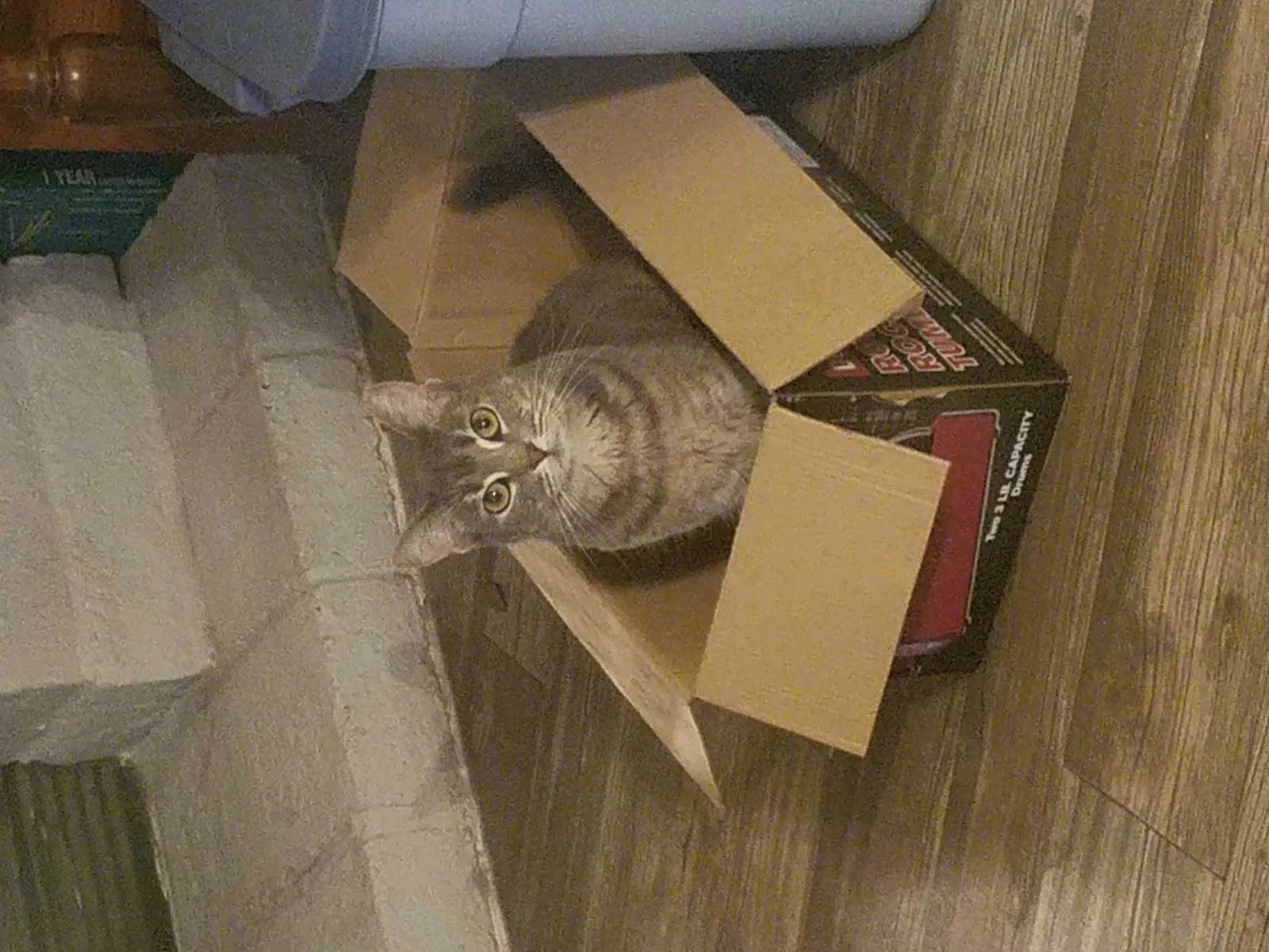 Lost cat in Mesa, AZ, 85208