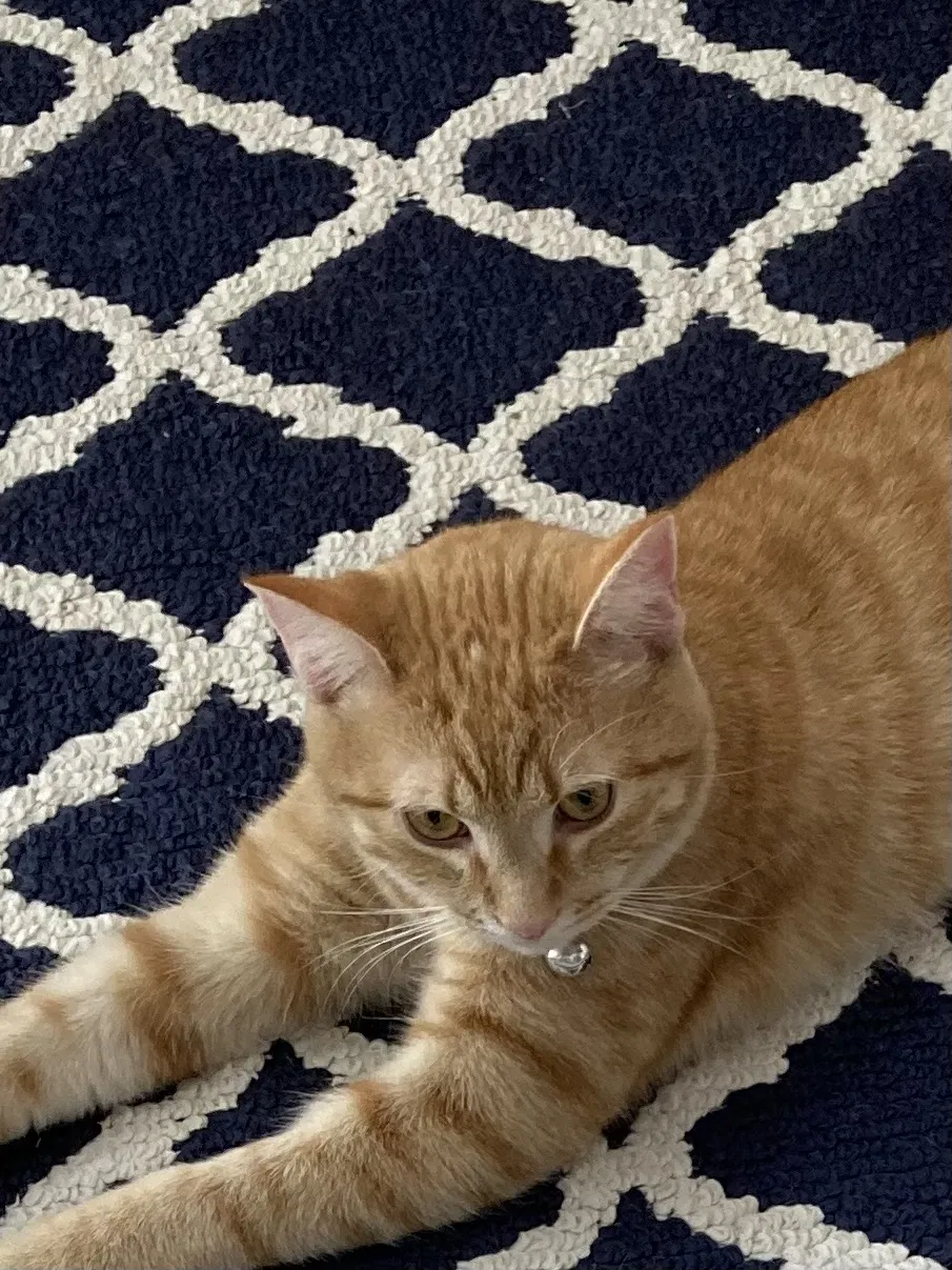 Lost cat in Salt Lake City, UT, 84116
