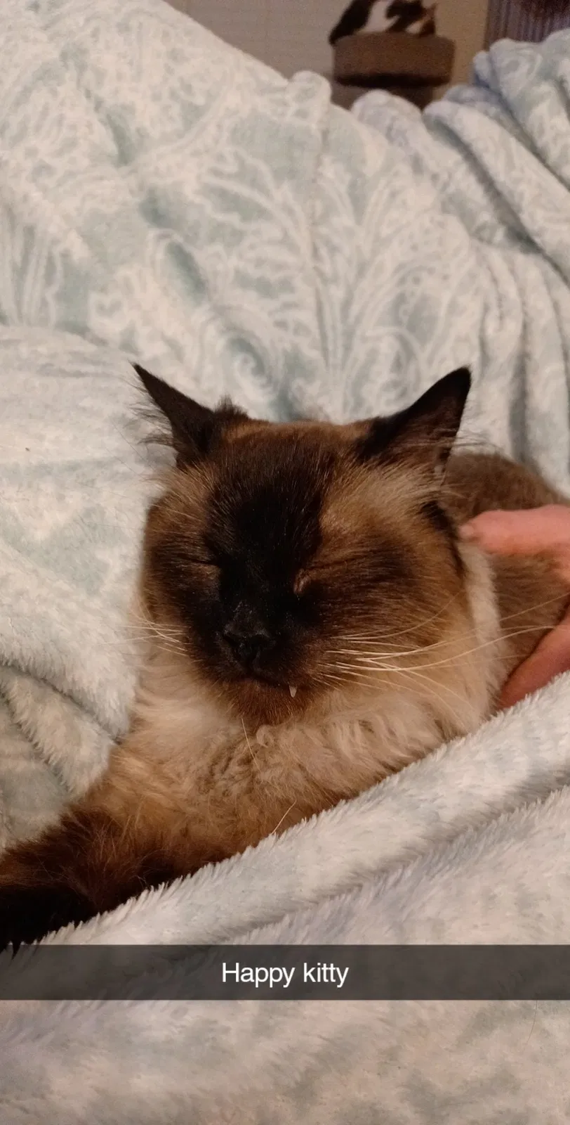 Lost cat in Fort Collins, CO, 80525