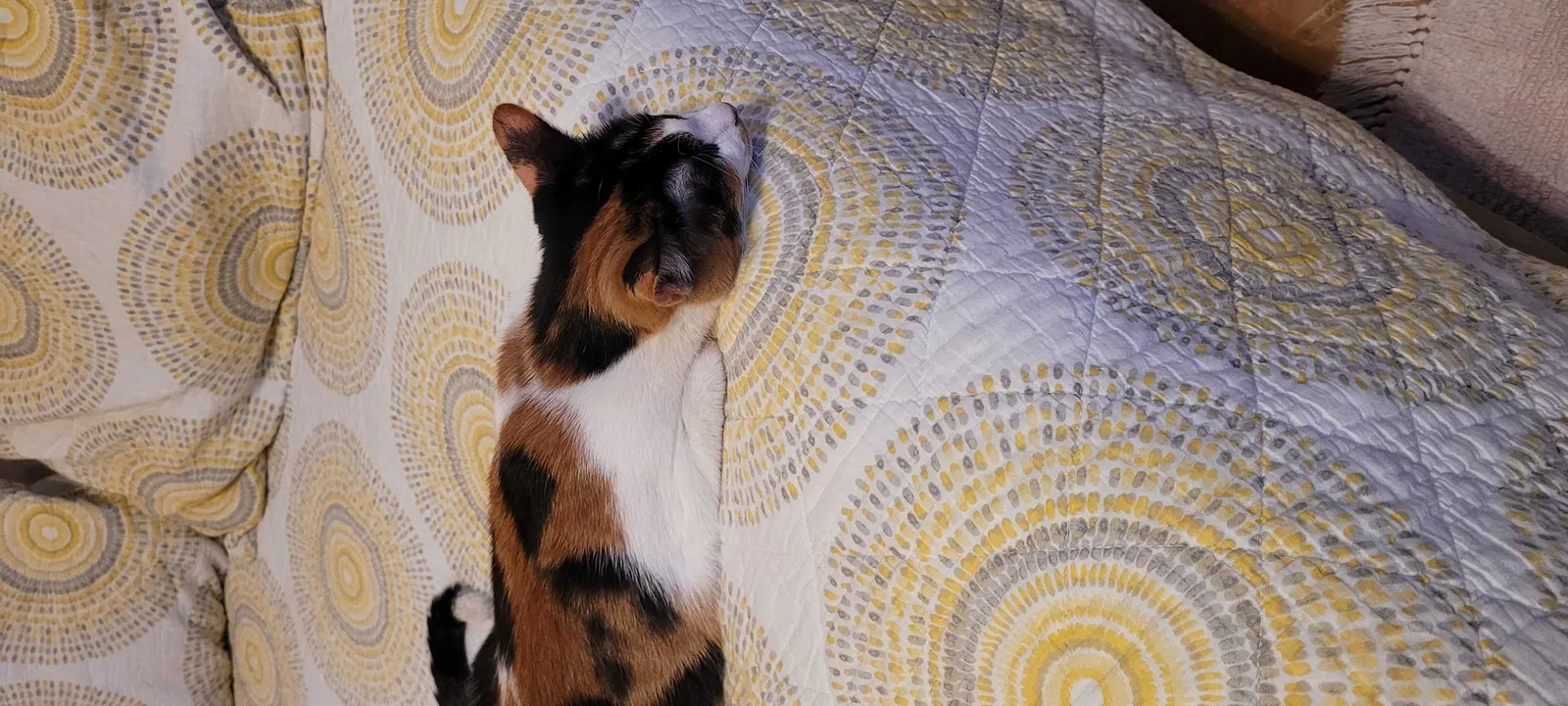 Lost cat in El Paso, TX, 79934