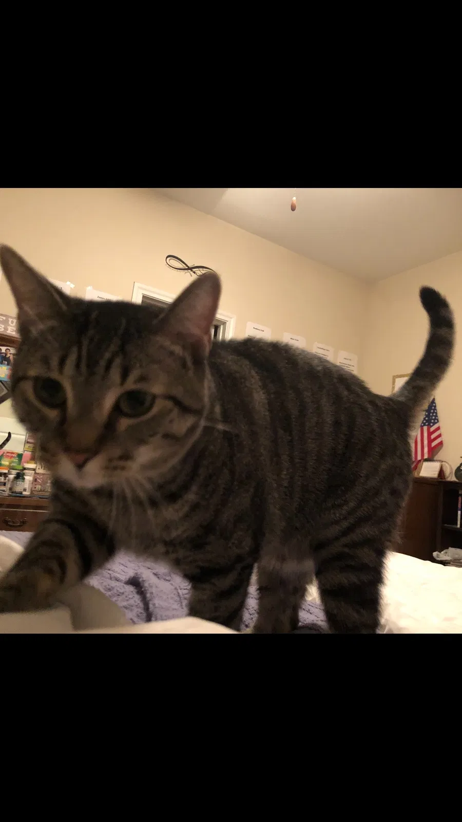 Lost cat in League City, TX, 77573