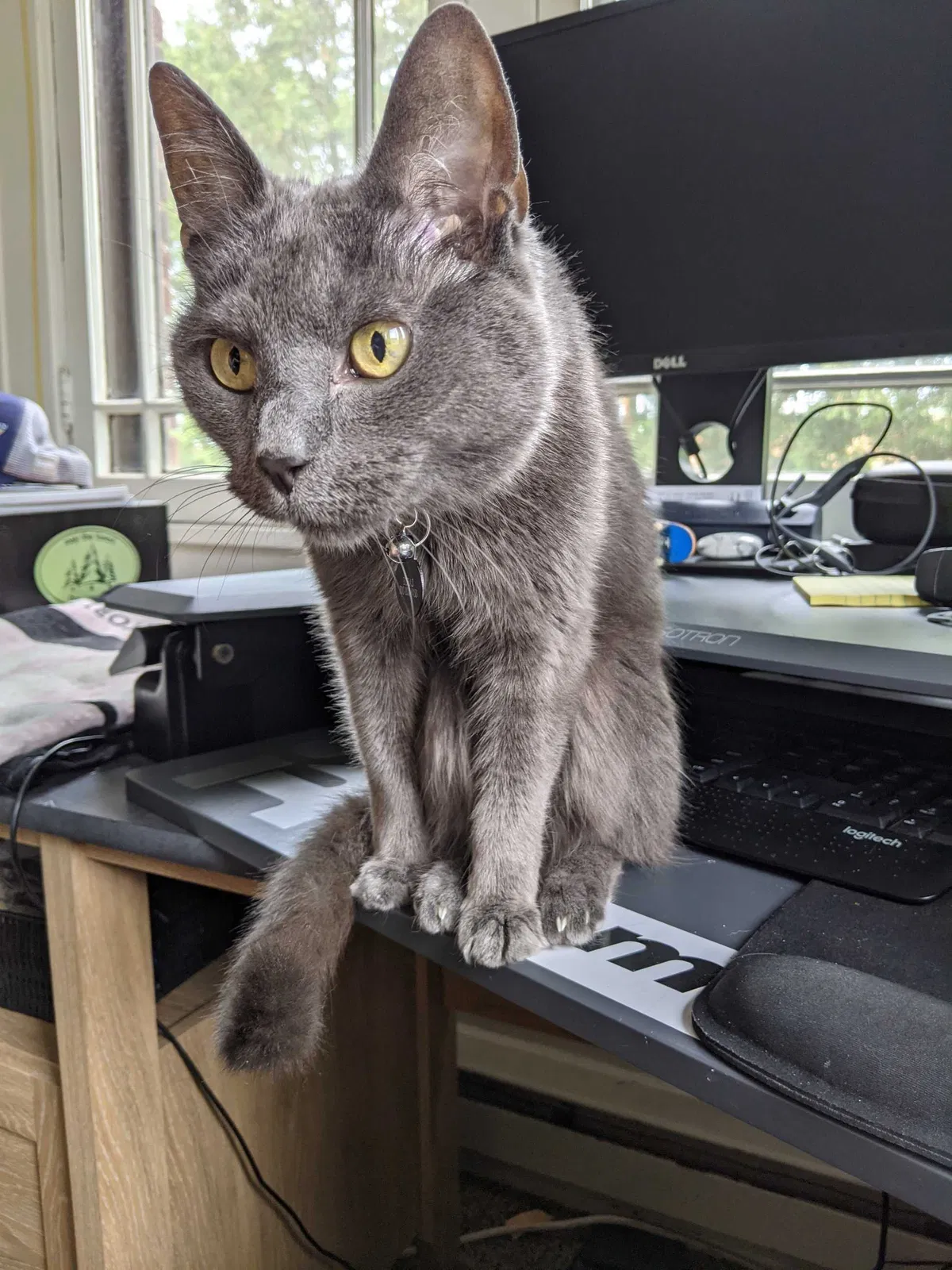 Lost cat in Tallmadge, OH, 44278