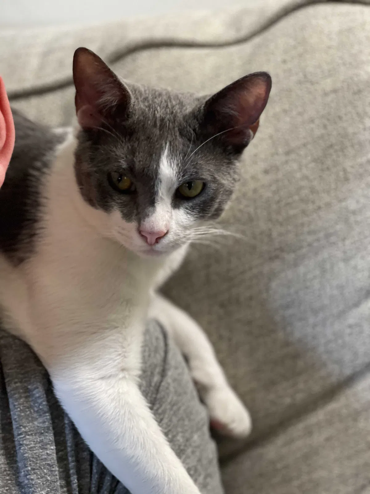 Lost cat in Adairsville, GA, 30103