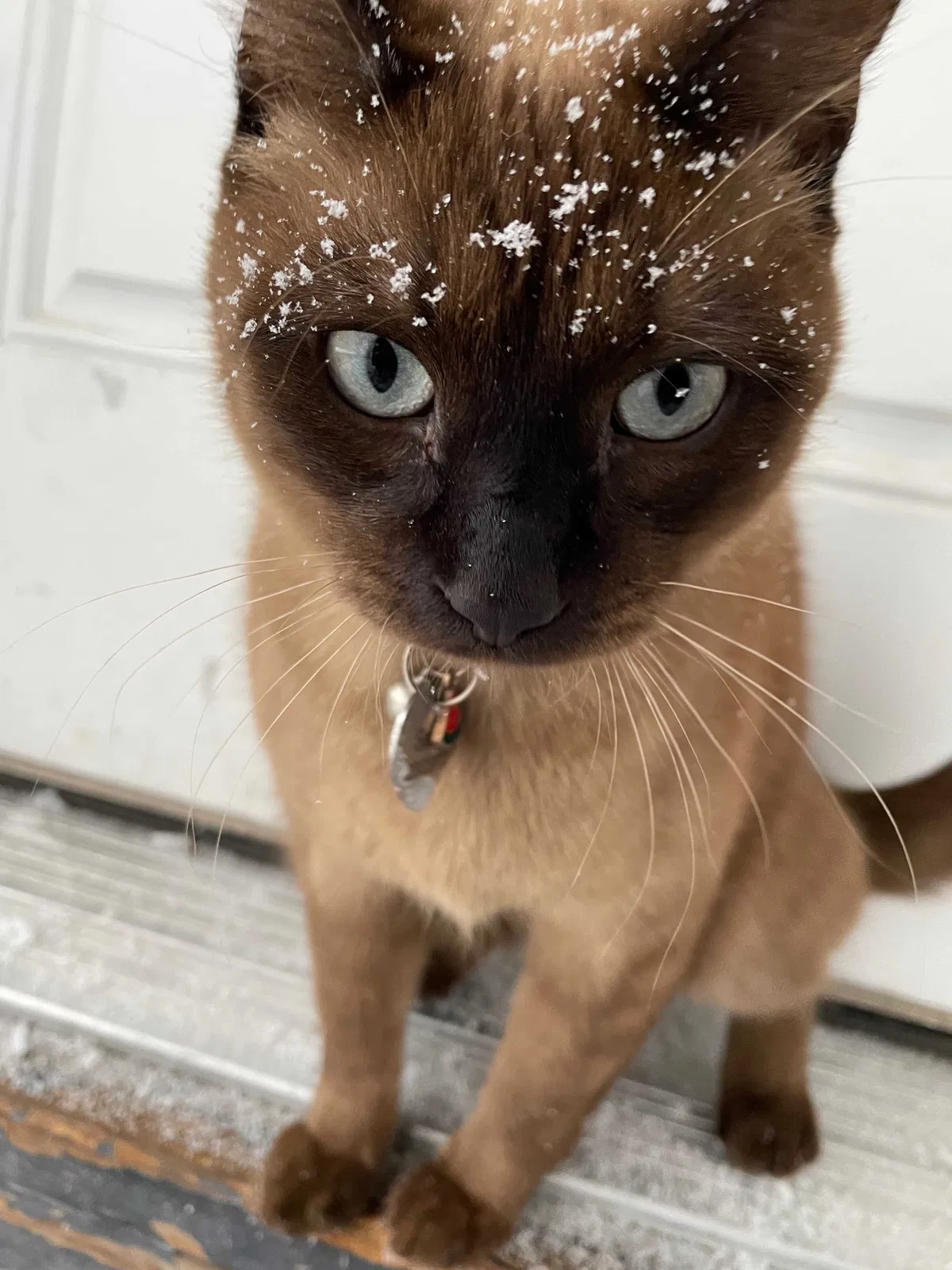 Lost cat in Salt Lake City, UT, 84105