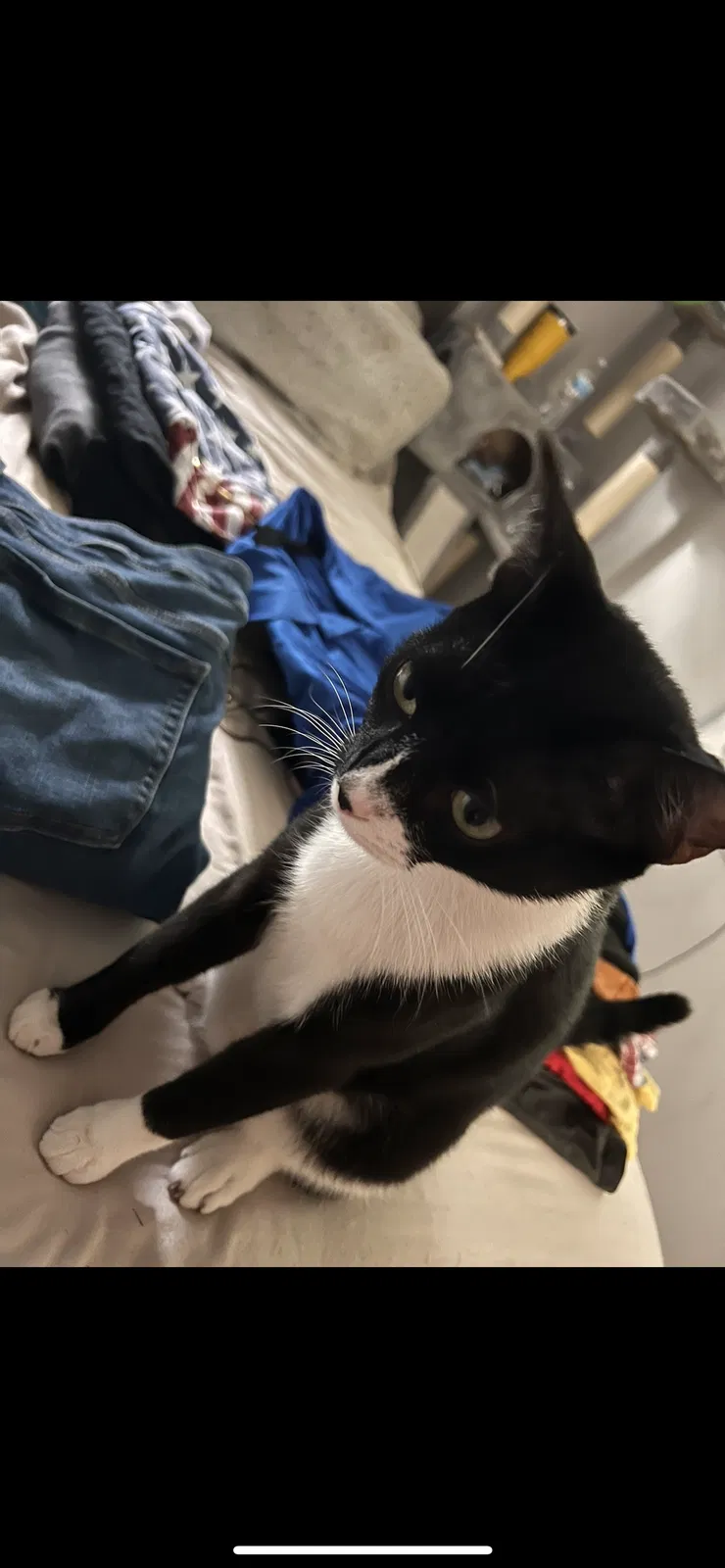 Lost cat in Silver Creek, GA, 30173