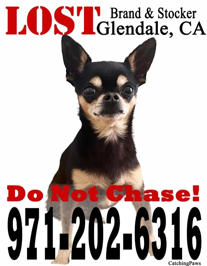 Lost dog in Glendale, CA, 91207