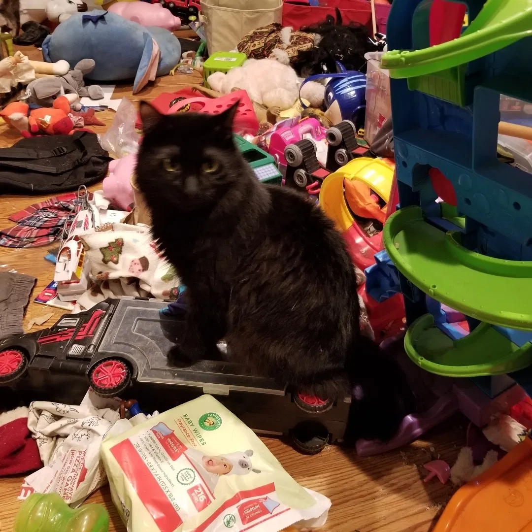 Lost cat in Covington, KY, 41011