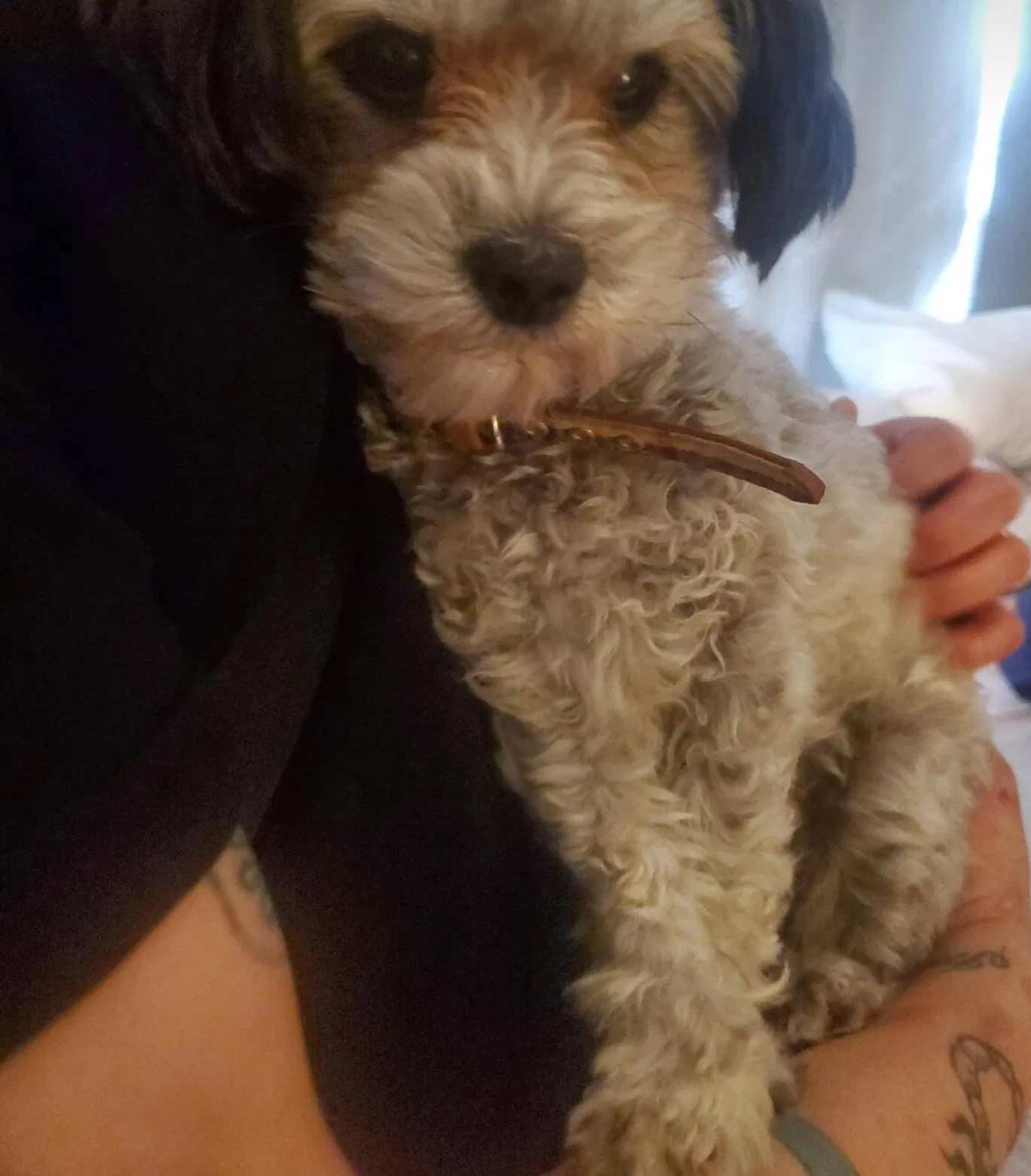 Lost dog in Aliso Viejo, CA, 92656