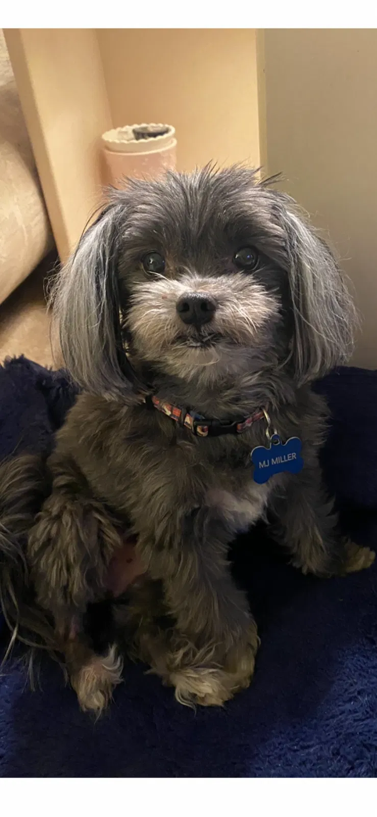Lost dog in High Point, NC, 27260