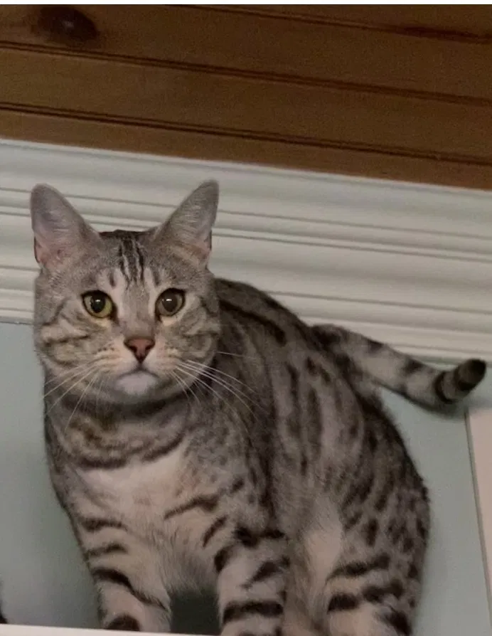 Lost cat in Brandywine, MD, 20613