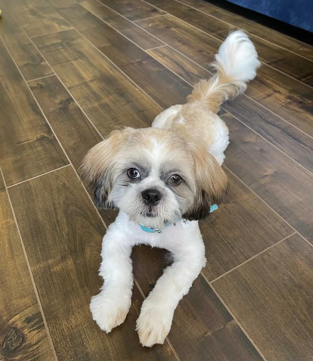 Lost dog in Mcallen, TX, 78504