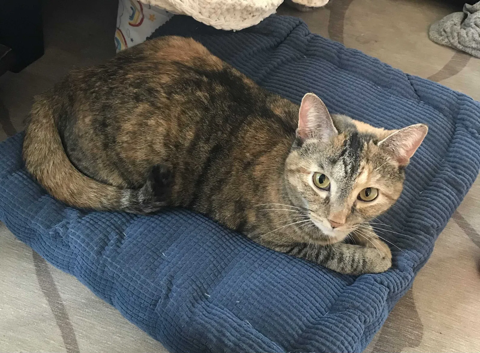 Lost cat in Beachwood, OH, 44122