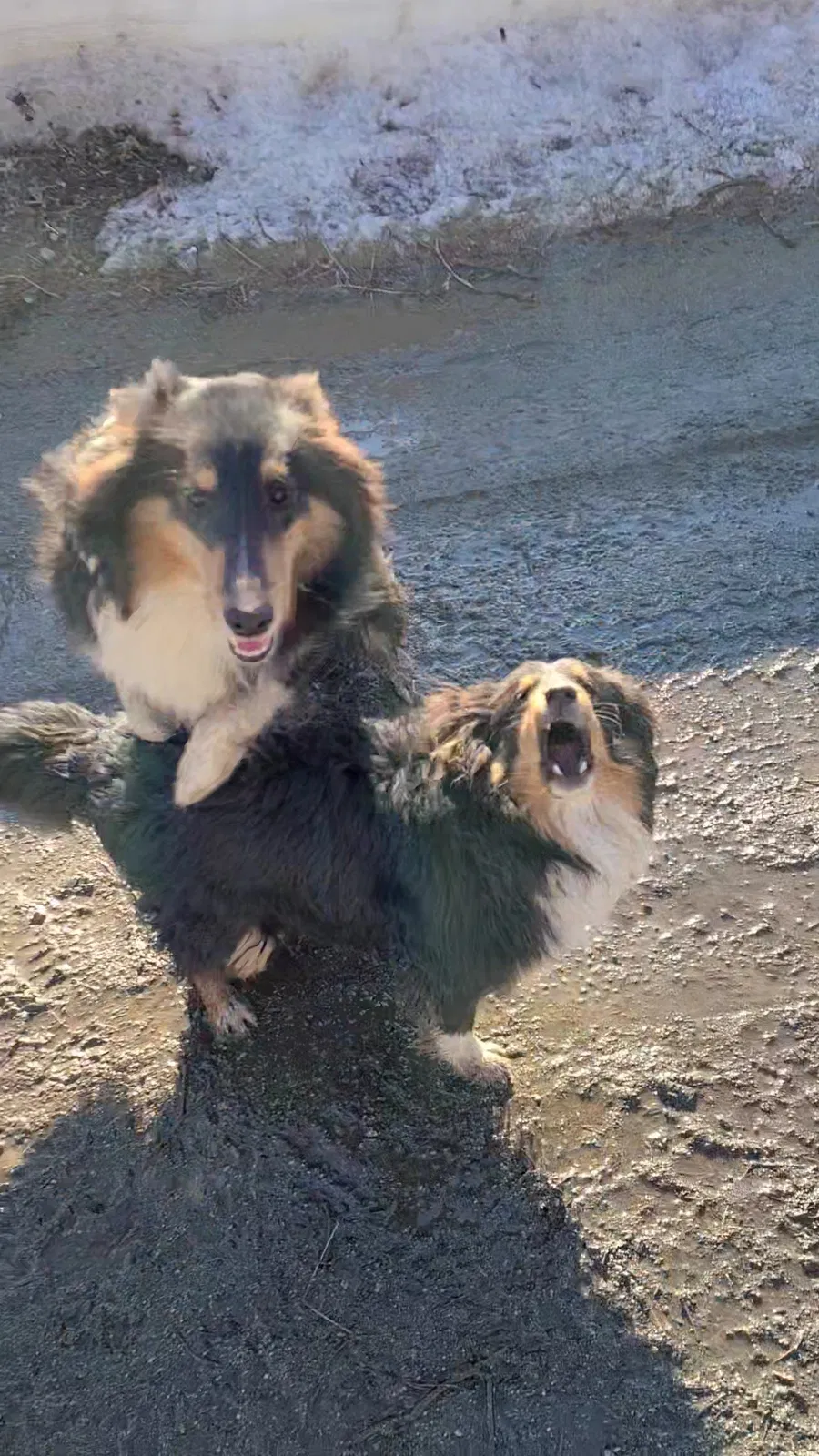 Lost dog in Sutton, AK, 99674