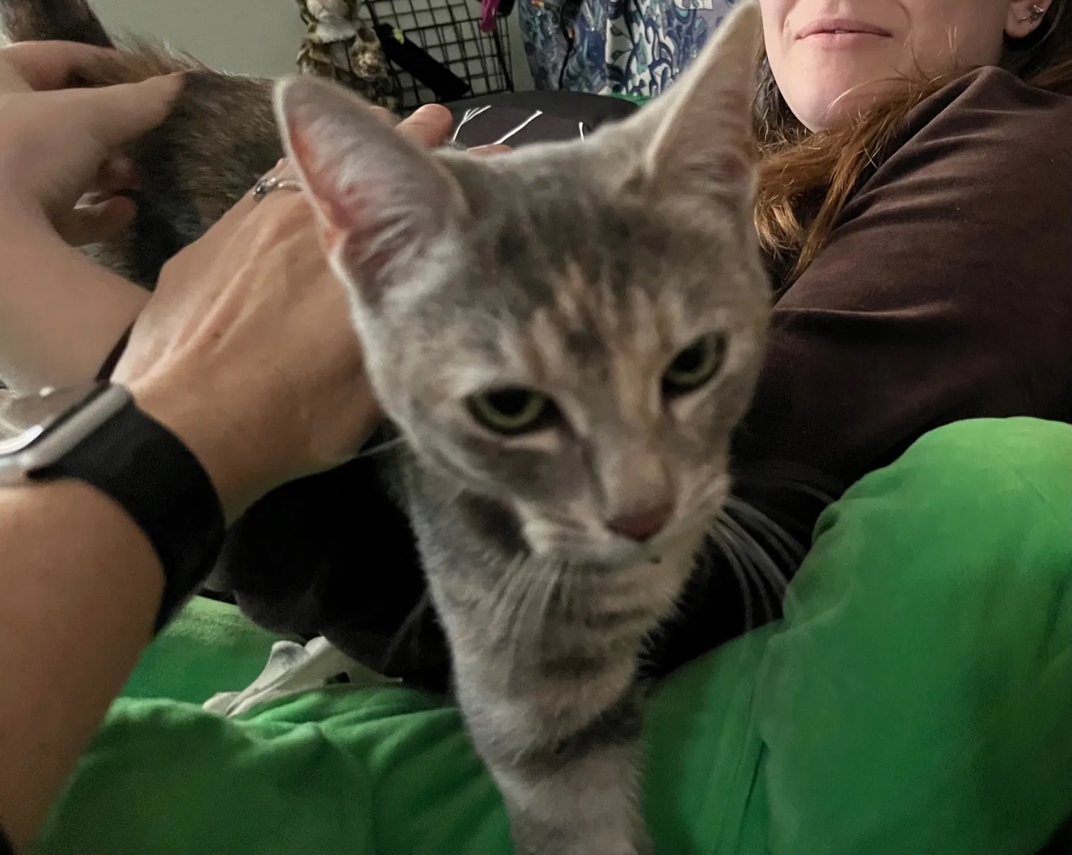 Lost cat in La Jolla, CA, 92037