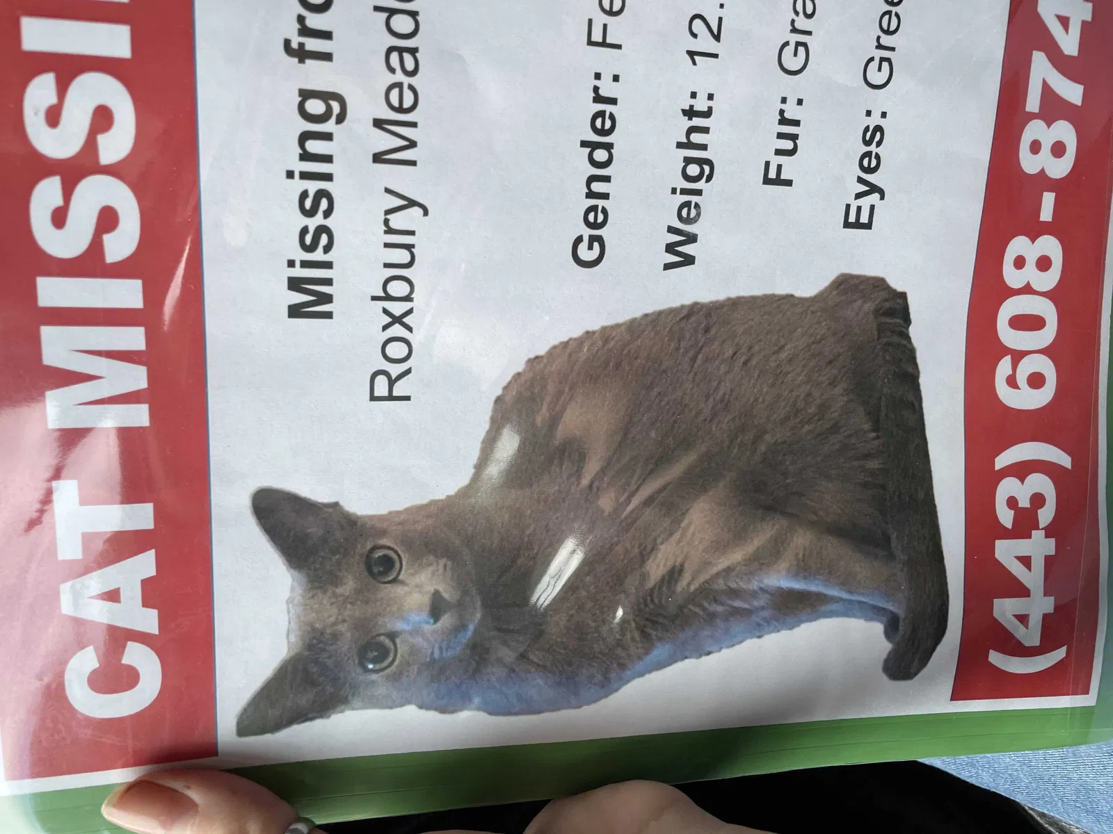 Lost cat in Glenwood, MD, 21738